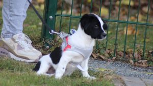 Ares, 11 Wochen alt. Ja, ich gebe es zu: Ich bin schockverliebt ;)
